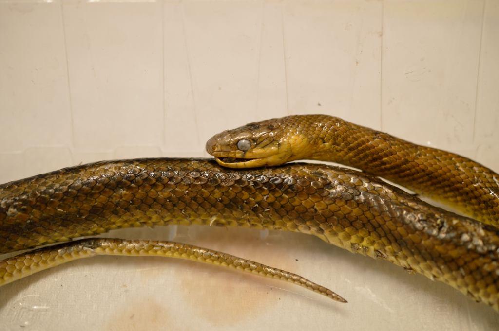 scheletro serpente