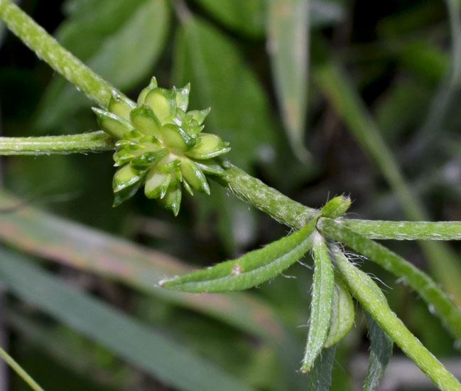 una graziosa piantina in giallo - Ranunculus cfr. neapolitanus