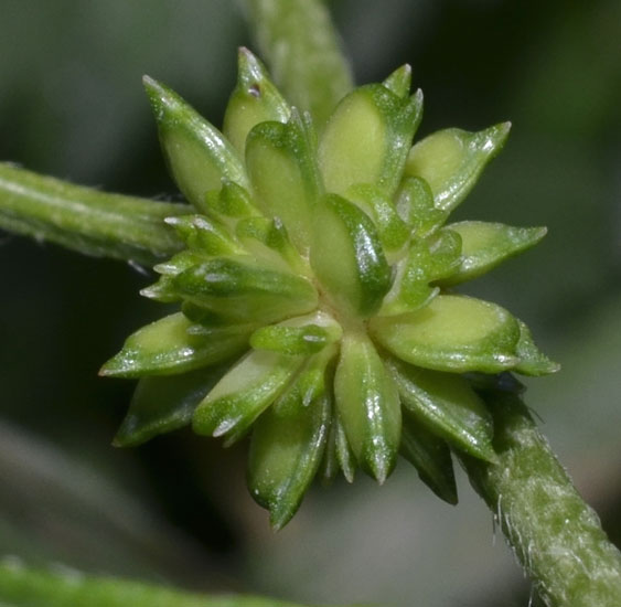 una graziosa piantina in giallo - Ranunculus cfr. neapolitanus