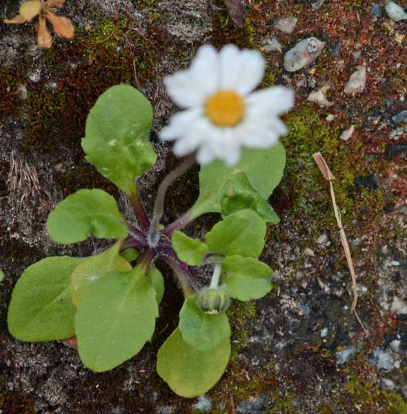 Bellis perennis