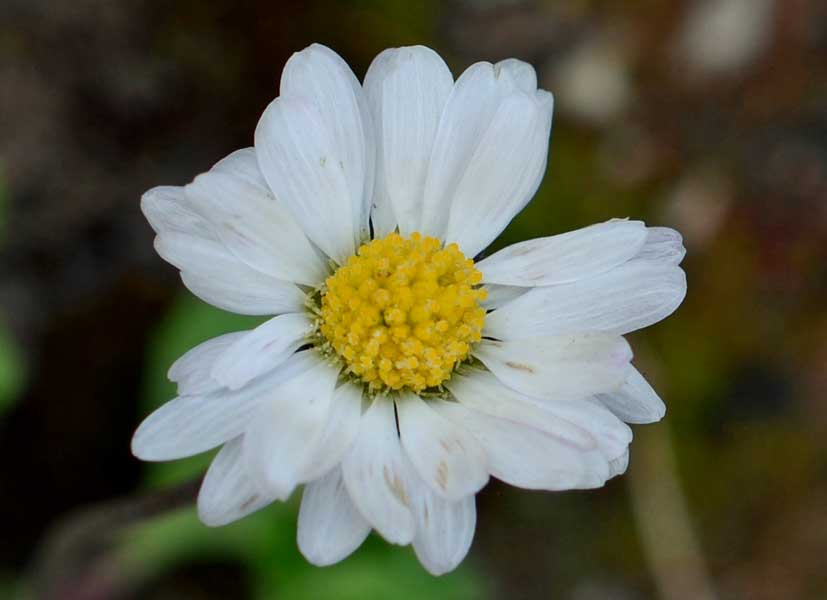 Bellis perennis