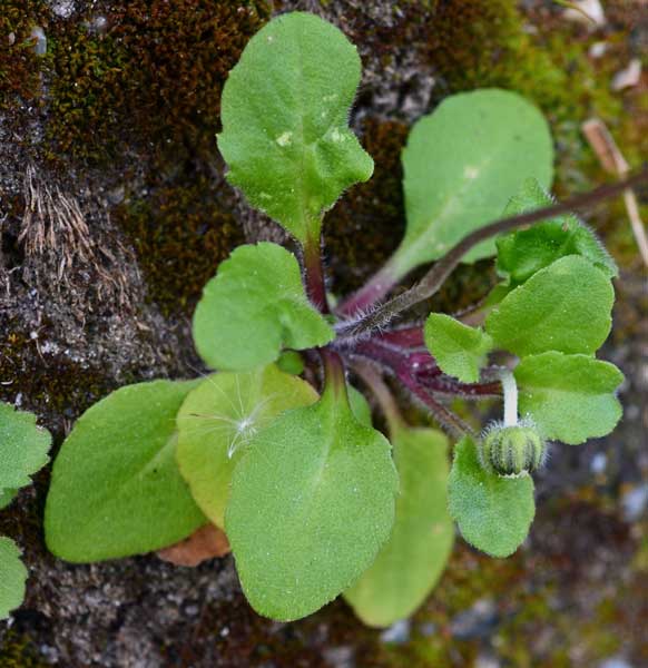 Bellis perennis