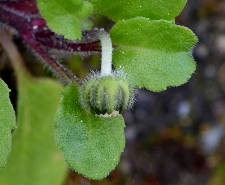 Bellis perennis