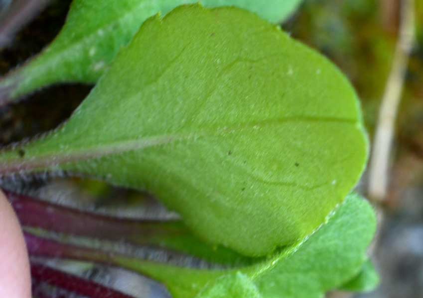 Bellis perennis