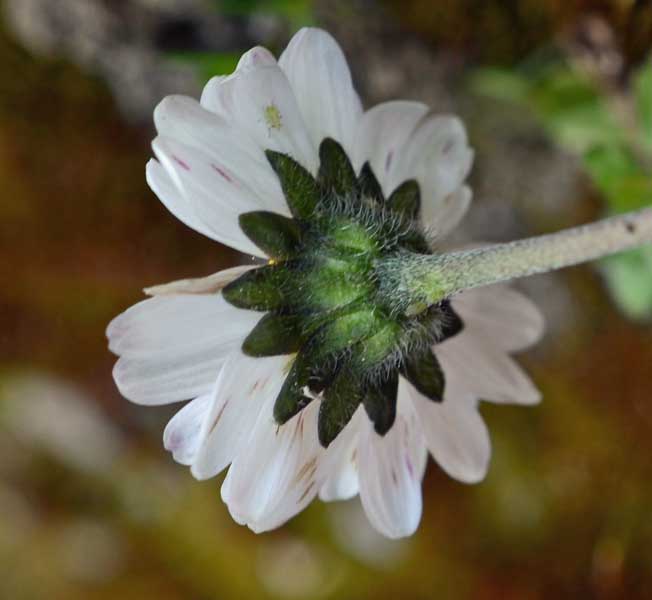 Bellis perennis