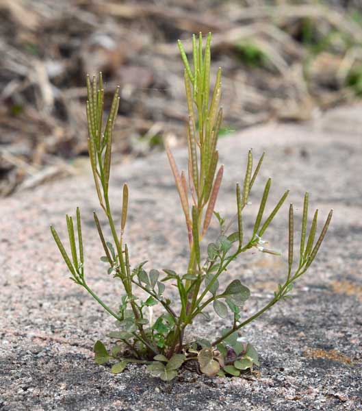 Cardamine hirsuta / Billeri primaticcio