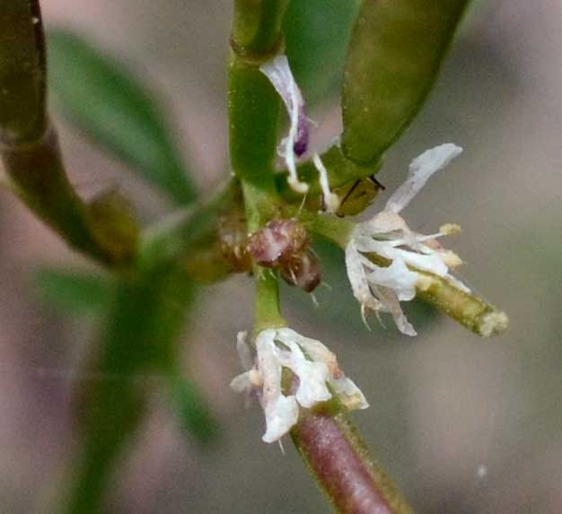 Cardamine hirsuta / Billeri primaticcio