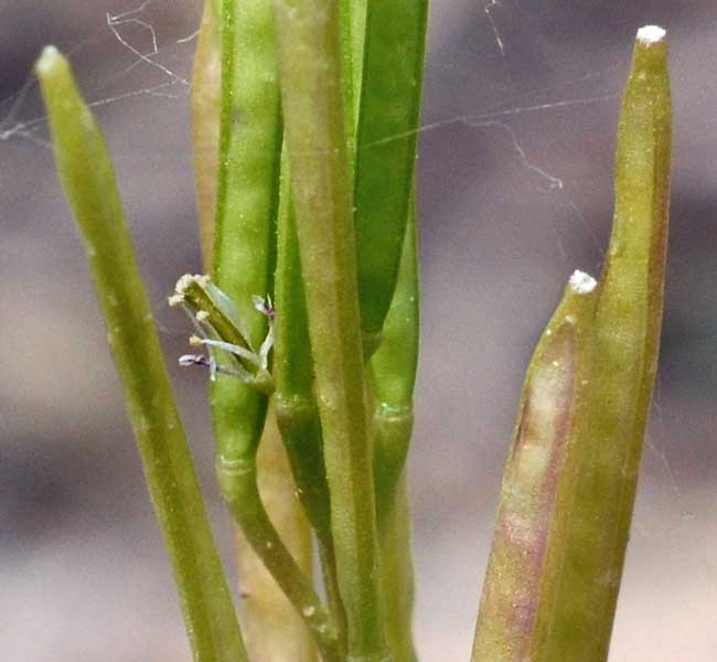 Cardamine hirsuta / Billeri primaticcio