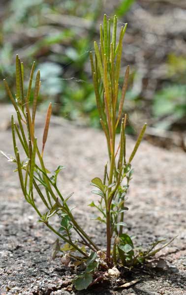 Cardamine hirsuta / Billeri primaticcio