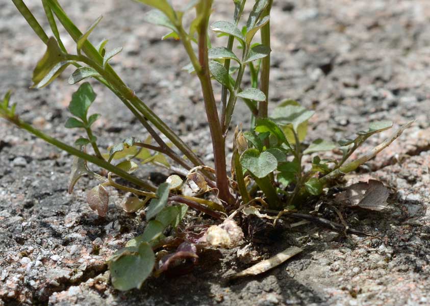 Cardamine hirsuta / Billeri primaticcio