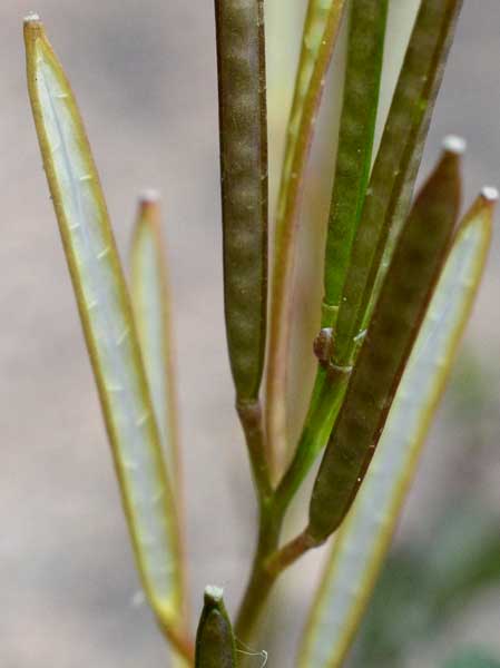 Cardamine hirsuta / Billeri primaticcio