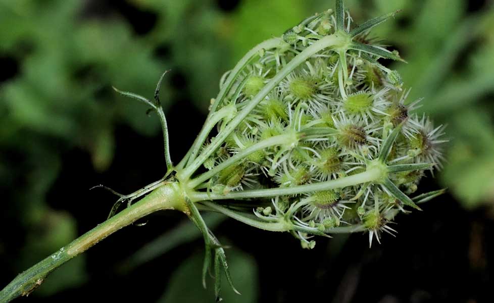 Daucus carota  / Carota selvatica