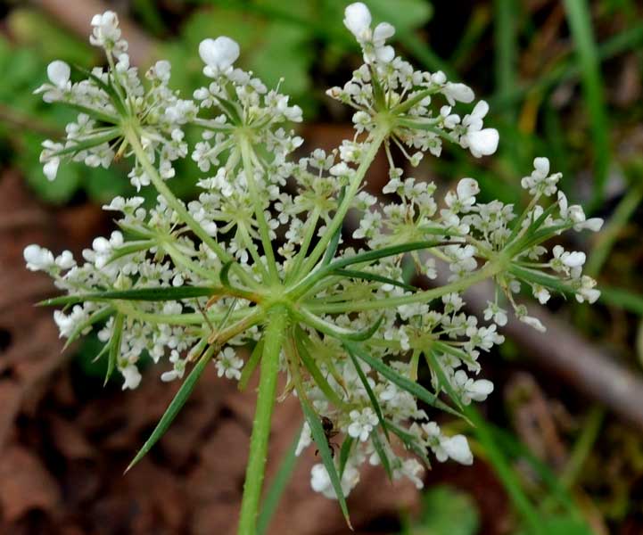 Daucus carota  / Carota selvatica