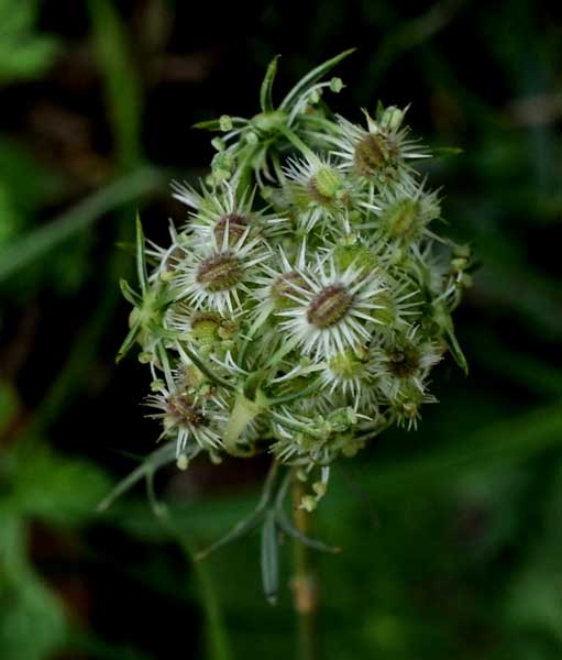 Daucus carota  / Carota selvatica