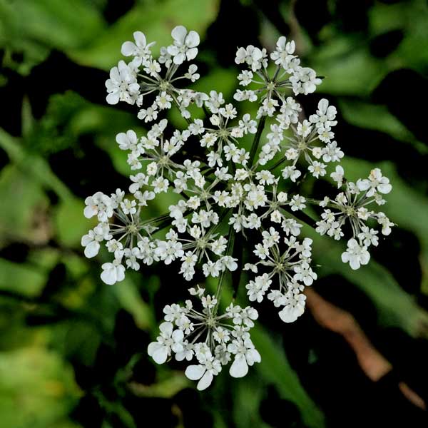 Daucus carota  / Carota selvatica