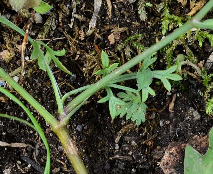 Daucus carota  / Carota selvatica