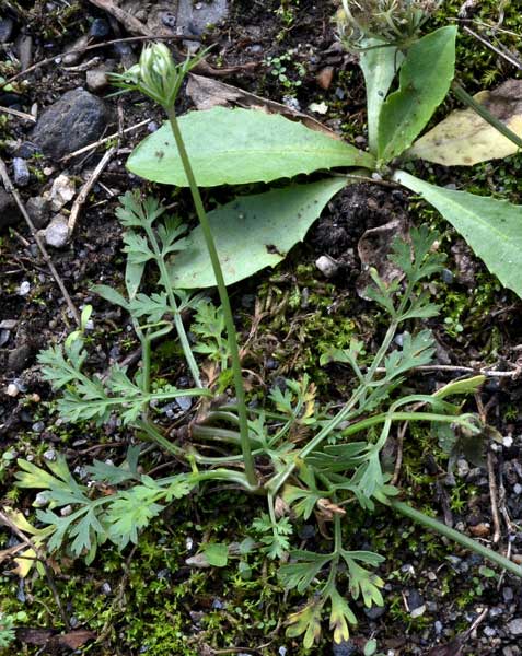 Daucus carota  / Carota selvatica