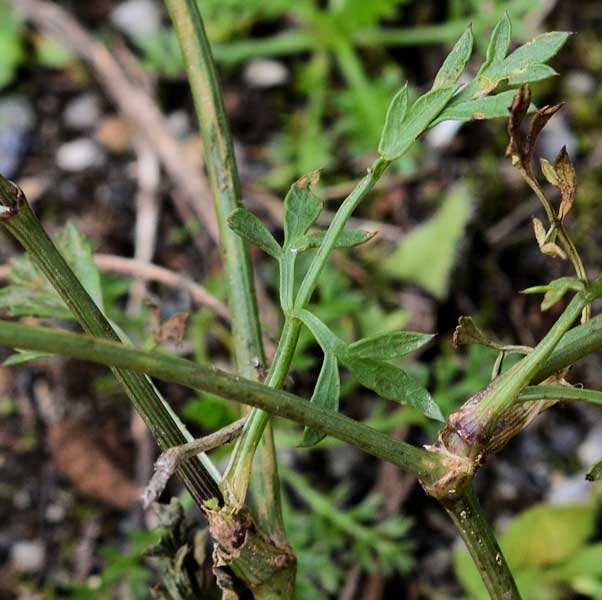 Daucus carota  / Carota selvatica