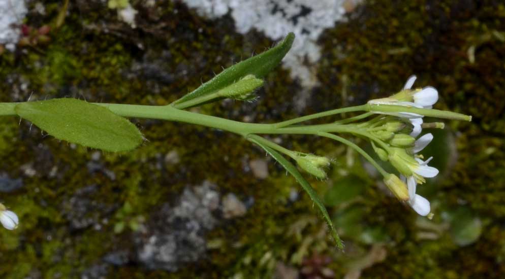 su un muro in pietra: Arabidopsis thaliana (Brassicaceae)