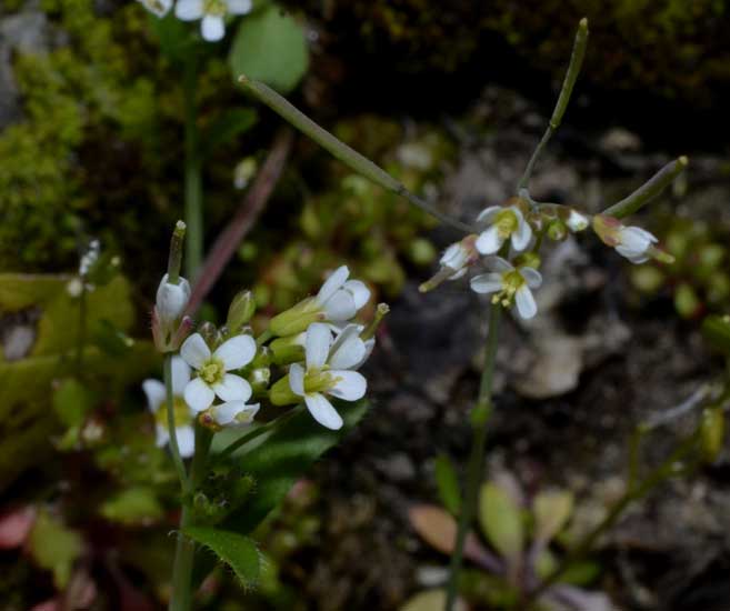 su un muro in pietra: Arabidopsis thaliana (Brassicaceae)