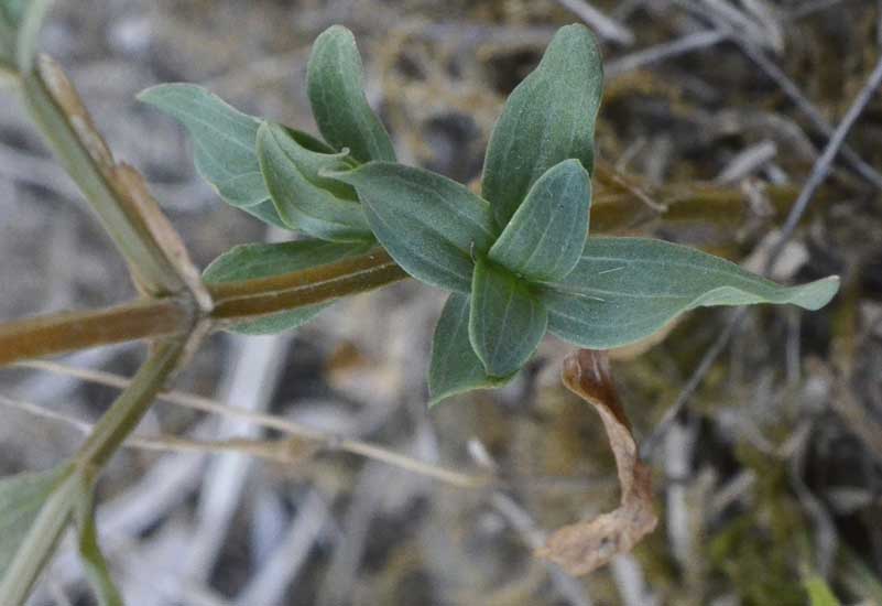 Gentianaceae:  Centaurium erythraea