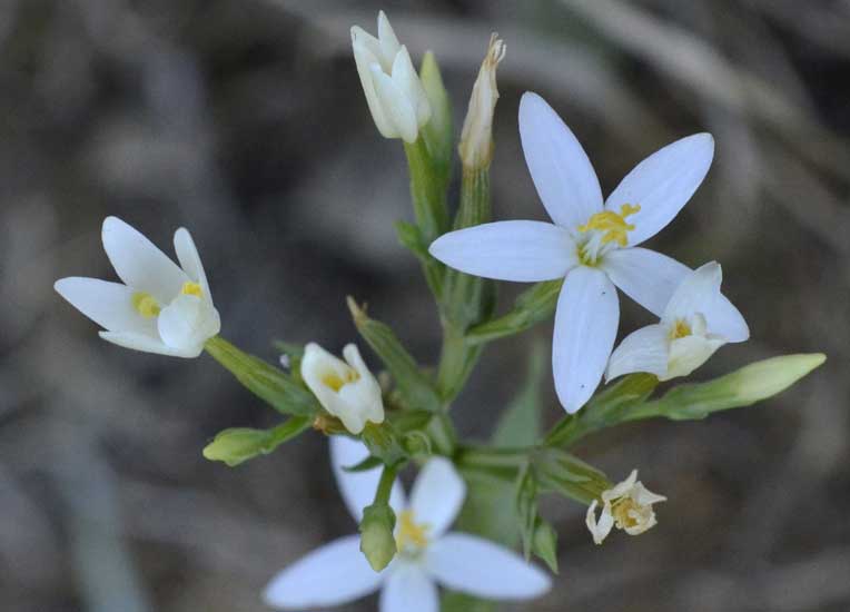 Gentianaceae:  Centaurium erythraea