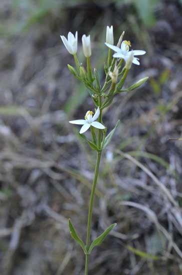 Gentianaceae:  Centaurium erythraea