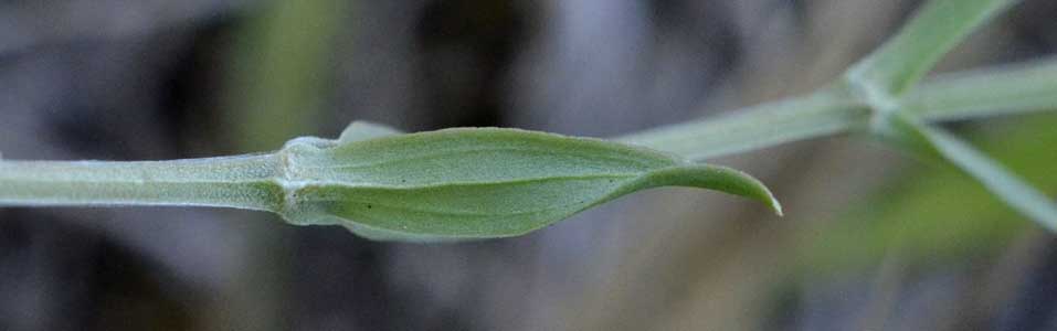 Gentianaceae:  Centaurium erythraea