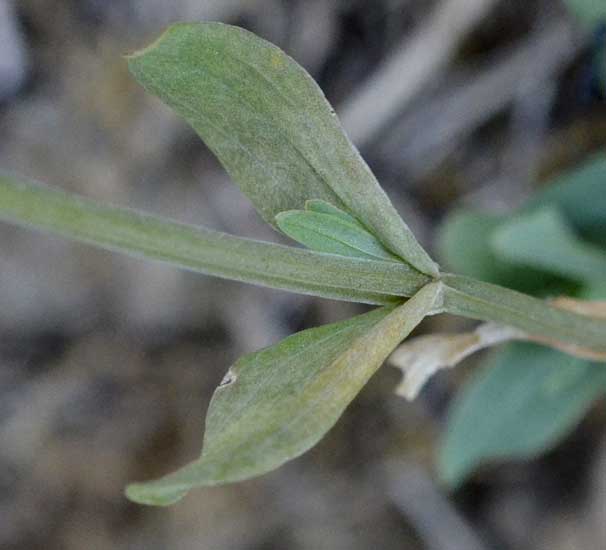 Gentianaceae:  Centaurium erythraea