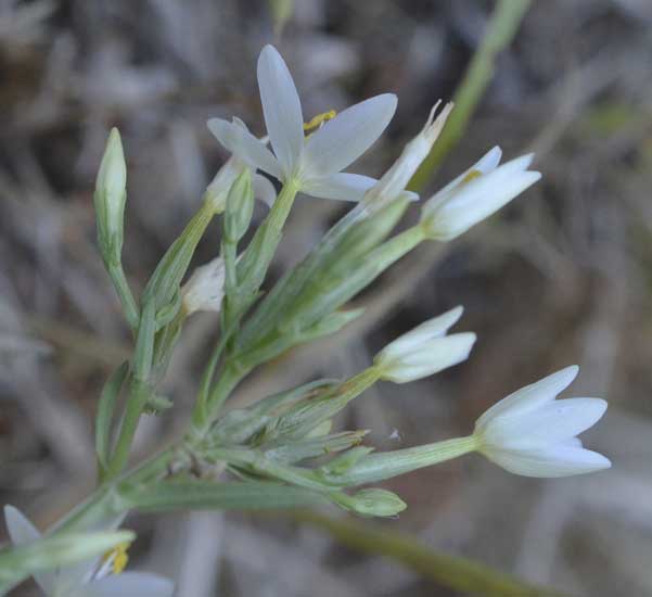 Gentianaceae:  Centaurium erythraea