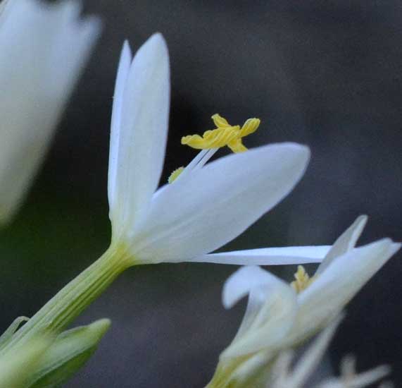 Gentianaceae:  Centaurium erythraea