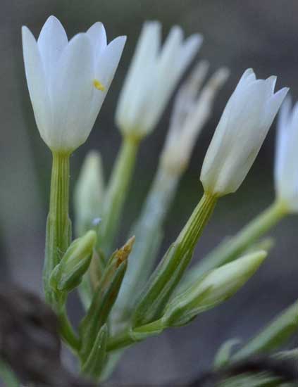 Gentianaceae:  Centaurium erythraea