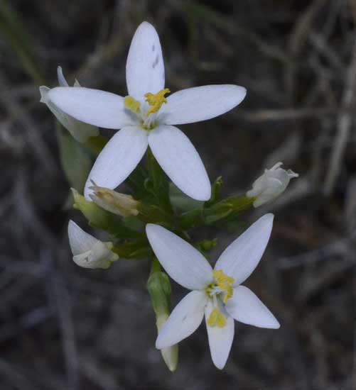 Gentianaceae:  Centaurium erythraea