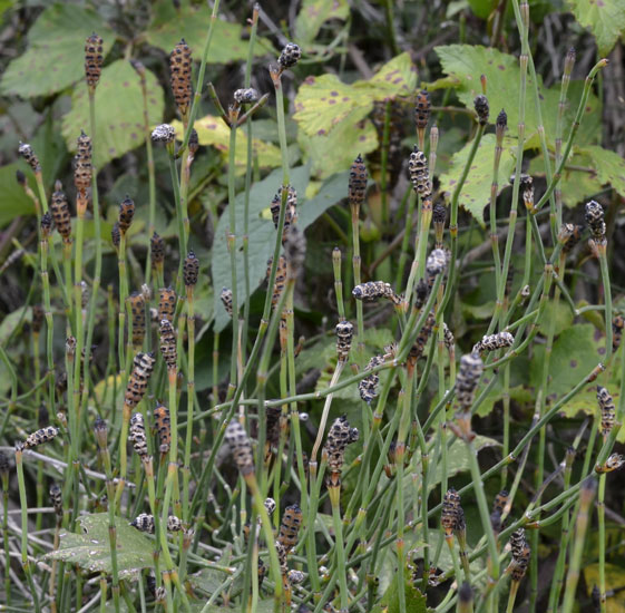 sullo sponde del Timeto: Equisetum cfr. palustre