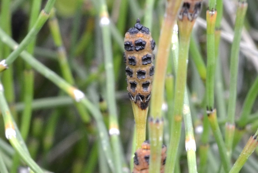 sullo sponde del Timeto: Equisetum cfr. palustre