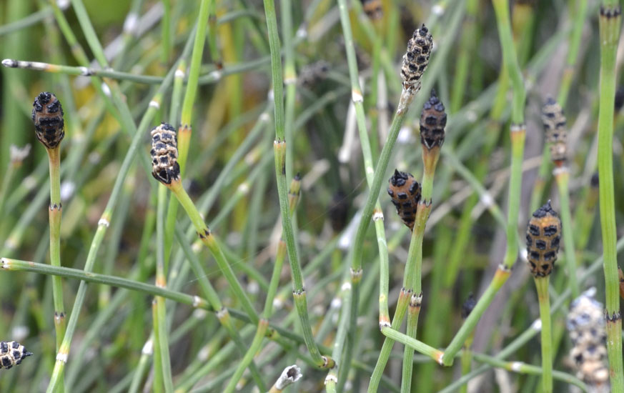 sullo sponde del Timeto: Equisetum cfr. palustre