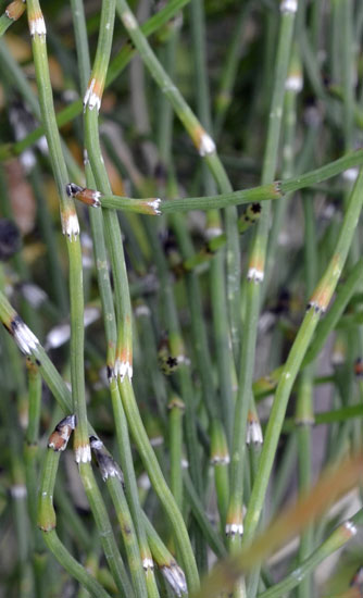 sullo sponde del Timeto: Equisetum cfr. palustre