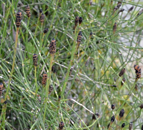 sullo sponde del Timeto: Equisetum cfr. palustre