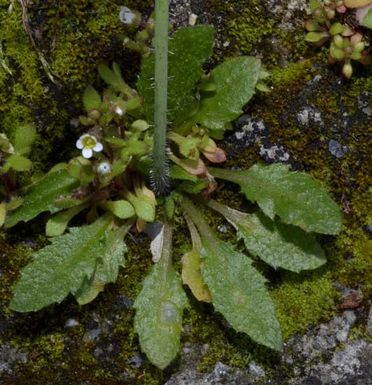 su un muro in pietra: Arabidopsis thaliana (Brassicaceae)