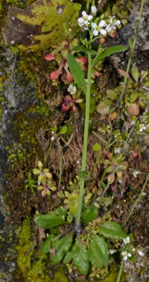 su un muro in pietra: Arabidopsis thaliana (Brassicaceae)