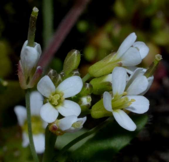 su un muro in pietra: Arabidopsis thaliana (Brassicaceae)