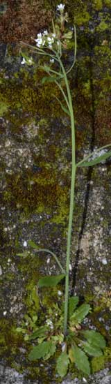 su un muro in pietra: Arabidopsis thaliana (Brassicaceae)