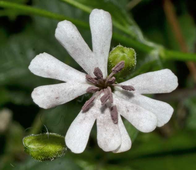 Silene cfr. italica