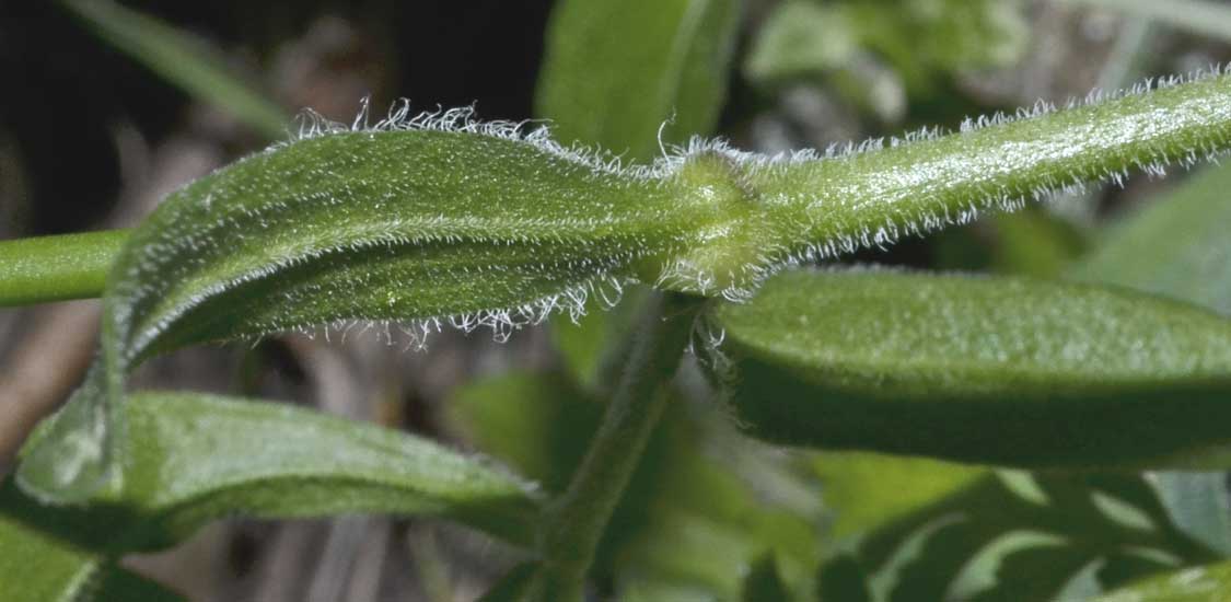 Silene cfr. italica