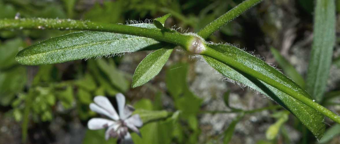 Silene cfr. italica