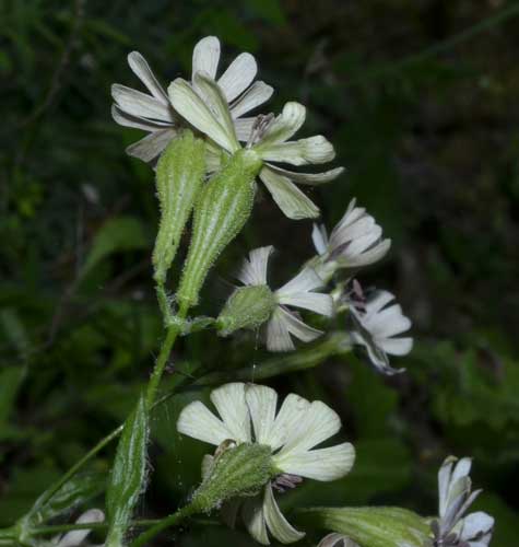 Silene cfr. italica