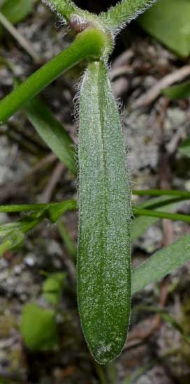 Silene cfr. italica