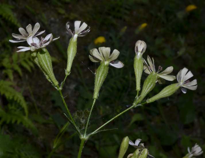 Silene cfr. italica