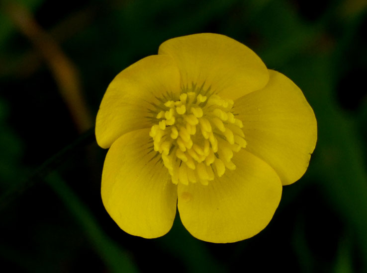 Quale ranuncolo?  Ranunculus neapolitanus