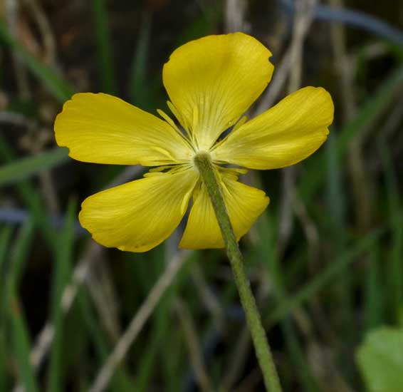 Quale ranuncolo?  Ranunculus neapolitanus